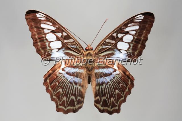 parthenos sylvia.JPG - Parthenos sylviaClipperLepidoptera, NymphalidaeMalaisie